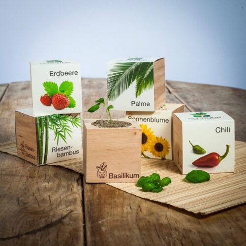 Ecocube – Pflanzen im Holzwürfel